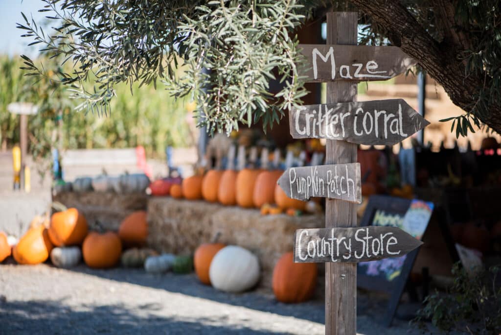 Navigational sign at a pumpkin patch directing to a maze, store, and ride section